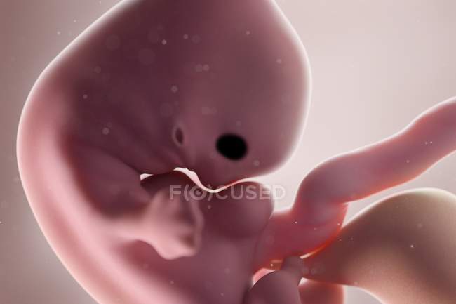 Fœtus humain réaliste à la semaine 7, illustration par ordinateur . — Photo de stock