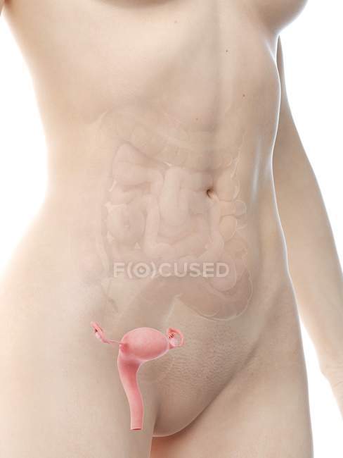 Figura anatomica femminile con utero dettagliato, illustrazione al computer
. — Foto stock