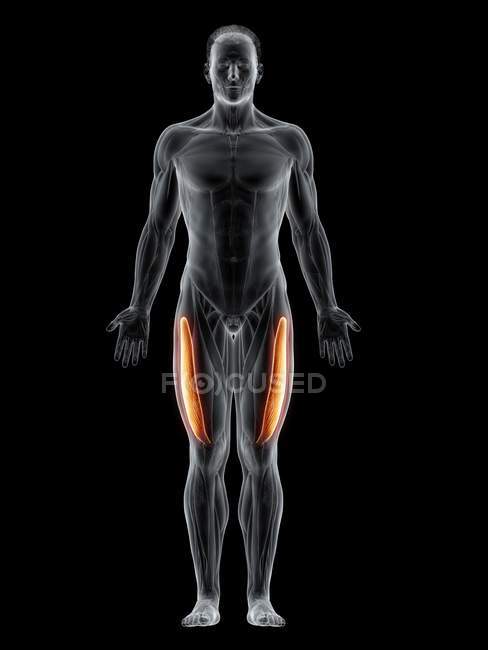 Abstract male body with detailed Vastus lateralis muscle, computer illustration. — Stock Photo