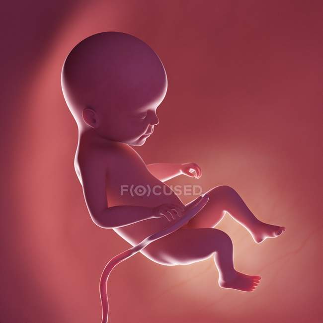 Foetus humain à la semaine 22, illustration numérique réaliste . — Photo de stock