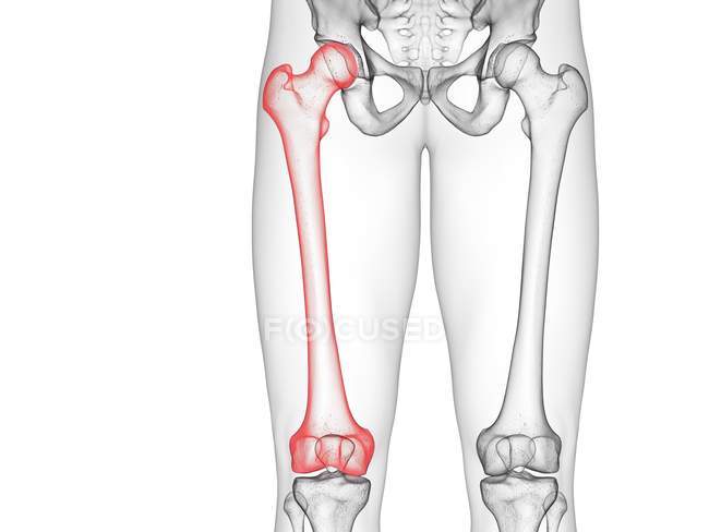 Piernas esqueleto masculino con huesos de fémur visibles, ilustración por ordenador
. - foto de stock