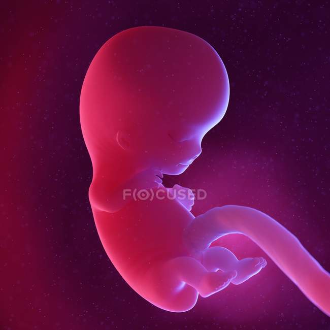 Foetus humain à la semaine 9, illustration numérique multicolore . — Photo de stock