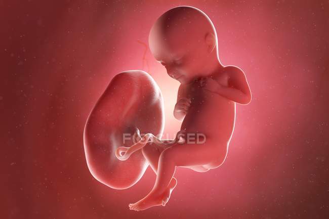 Foetus humain à la semaine 32, illustration par ordinateur . — Photo de stock