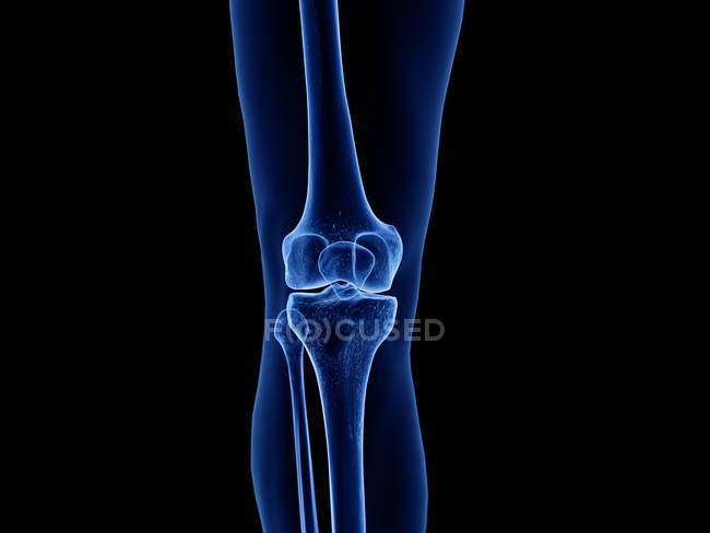 Прозрачный силуэт человеческого тела с видимым здоровым коленным суставом, компьютерная иллюстрация . — стоковое фото
