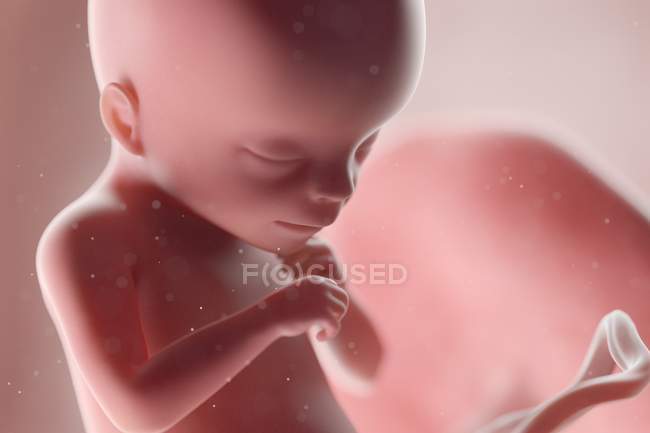 Fœtus humain réaliste à la semaine 18, illustration par ordinateur . — Photo de stock