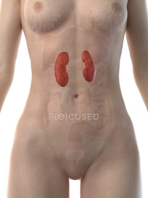 Figura anatômica feminina com rins detalhados, ilustração digital
. — Fotografia de Stock