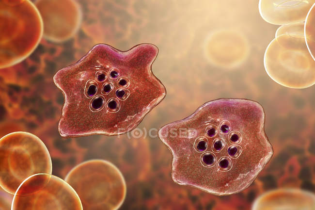 Plasmodium ovale protozoários parasitas e glóbulos vermelhos em fluxo, ilustração do computador
. — Fotografia de Stock