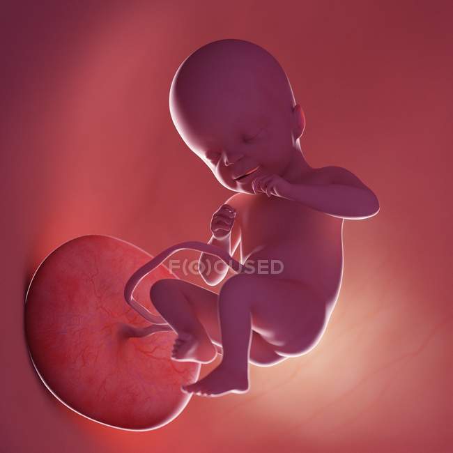 Human fetus at week 21, realistic digital illustration. — Stock Photo