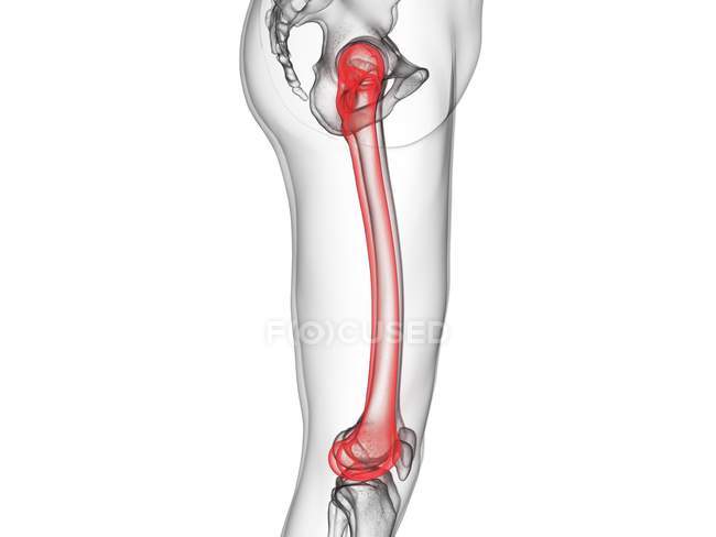 Männliches Skelettbein mit sichtbarem Oberschenkelknochen, Computerillustration. — Stockfoto