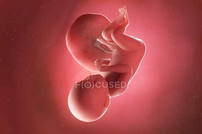 Foetus humain à la semaine 39, illustration par ordinateur . — Photo de stock