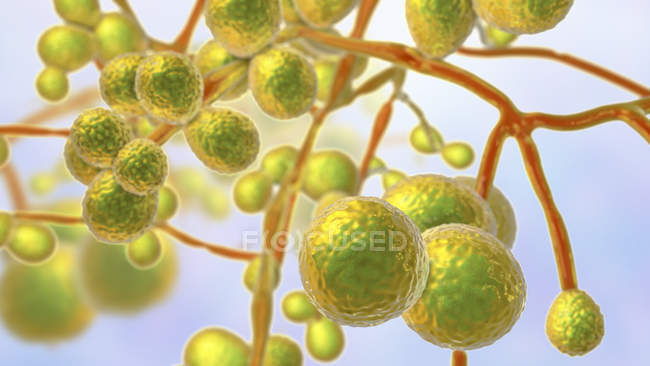 3d ilustración digital de hongos unicelulares levadura Candida auris
. - foto de stock