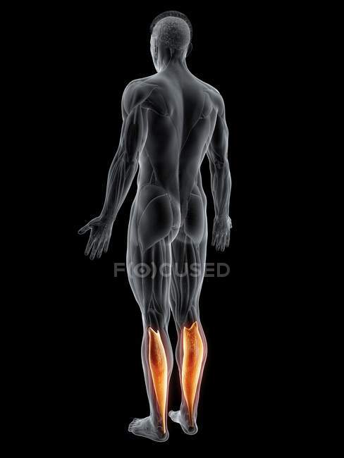 Abstrakte männliche Figur mit detaillierten Soleus-Muskeln, Computerillustration. — Stockfoto
