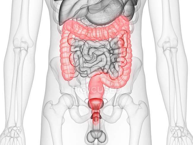 Silueta masculina transparente con intestino grueso visible, ilustración por ordenador . - foto de stock