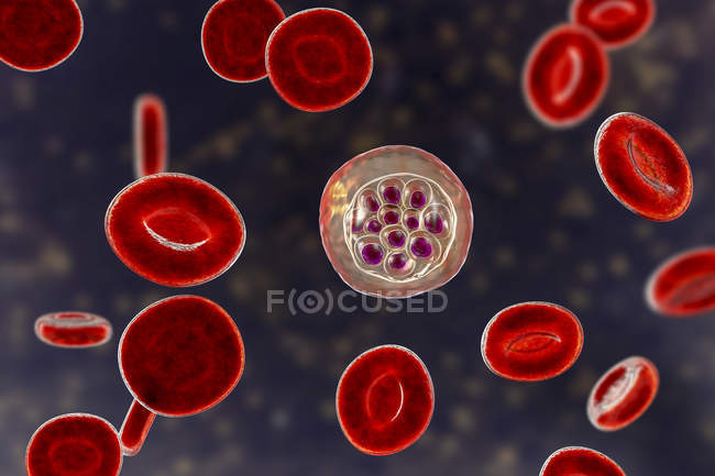 Внутри красных кровяных телец, цифровая иллюстрация
. — стоковое фото