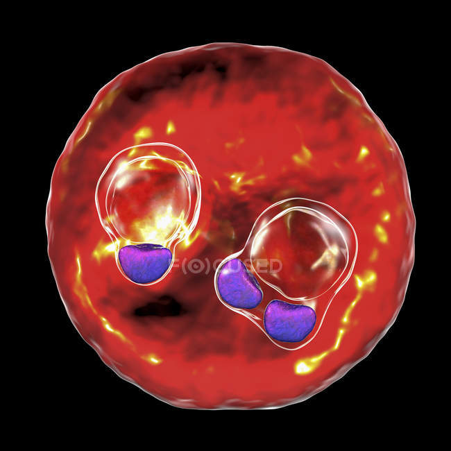Протозойська плазмодієва сорбційна клітина, збудник тропічної малярії, цифрова ілюстрація . — стокове фото