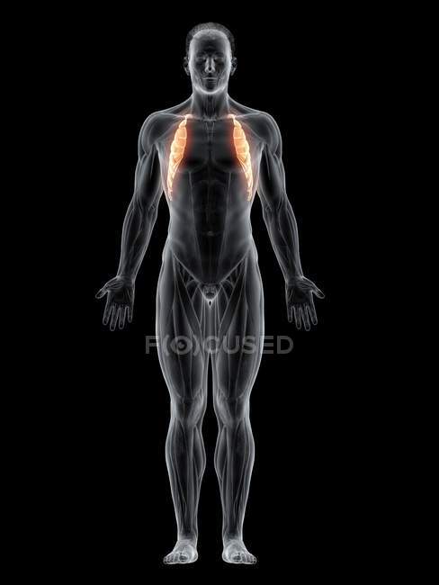 Cuerpo masculino abstracto con músculo anterior Serratus detallado, ilustración por ordenador . - foto de stock