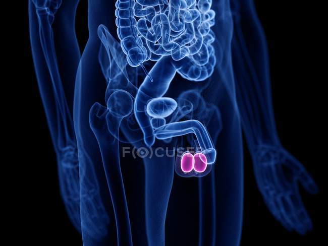 Transparent male silhouette with colored testes, computer illustration. — Stock Photo