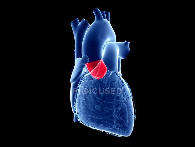 Valvola aortica, illustrazione computerizzata. — Foto stock