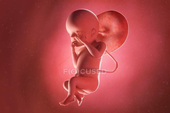 Human fetus at week 23, computer illustration. — Stock Photo