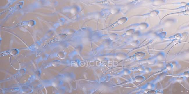 Células humanas de esperma, ilustración abstracta de ordenador. - foto de stock