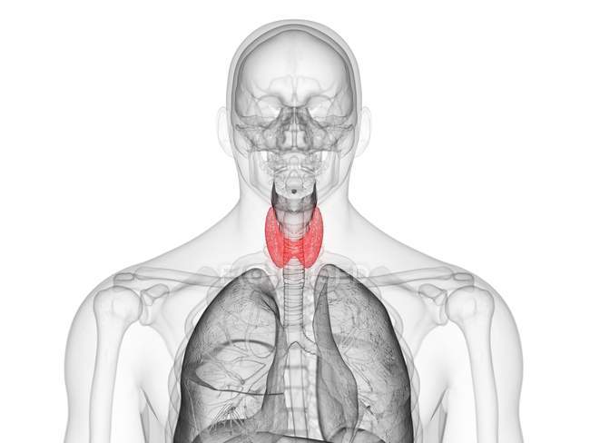 Абстрактная мужская фигура с цветной щитовидной железой, компьютерная иллюстрация
. — стоковое фото