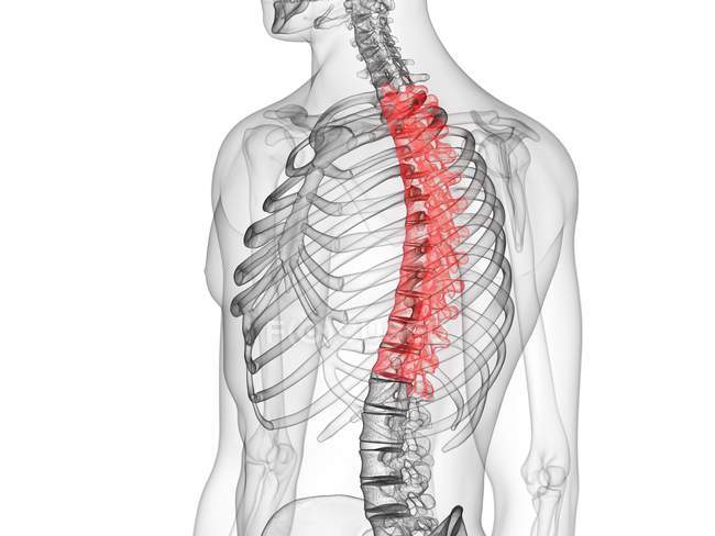 Abstract male silhouette with visible thoracic spine, computer illustration. — Stock Photo