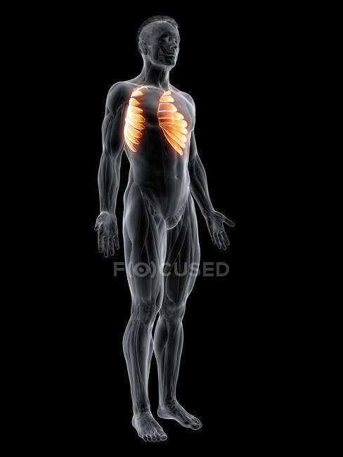 Abstract male figure with detailed Serratus anterior muscle, digital illustration. — Stock Photo