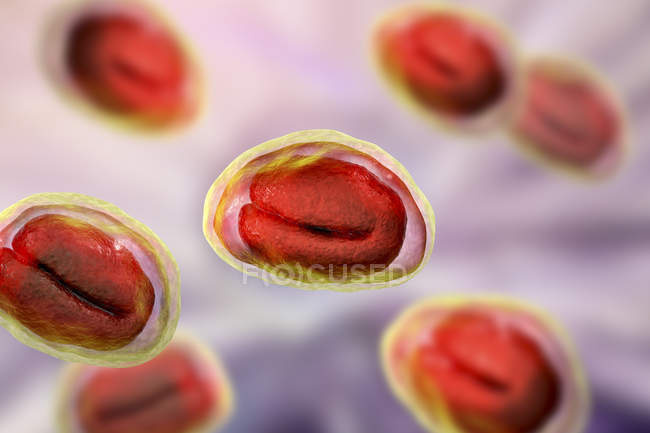 Enterobius vermicularis uova filiformi contenenti larve di verme, agente causale dell'enterobiasi, illustrazione computerizzata. — Foto stock