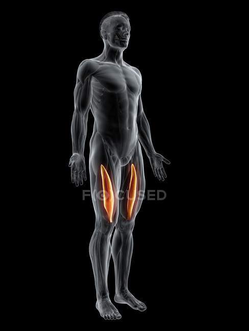 Figura masculina abstrata com músculo Vastus intermedius detalhado, ilustração digital . — Fotografia de Stock