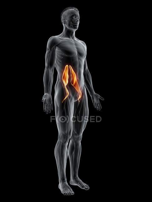Figura masculina abstracta con músculo mayor detallado de Psoas, ilustración digital . - foto de stock