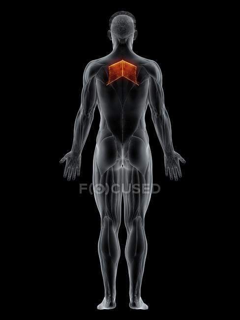 Male body with visible colored Rhomboid major muscle, computer illustration. — Stock Photo
