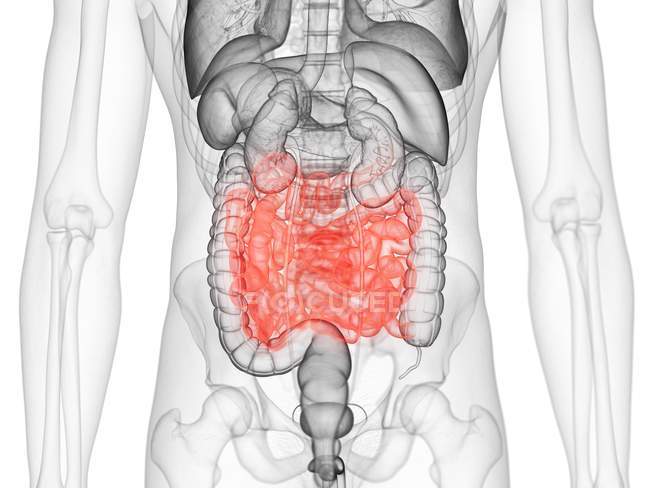 Silueta masculina transparente con intestino delgado de color, ilustración por computadora . - foto de stock