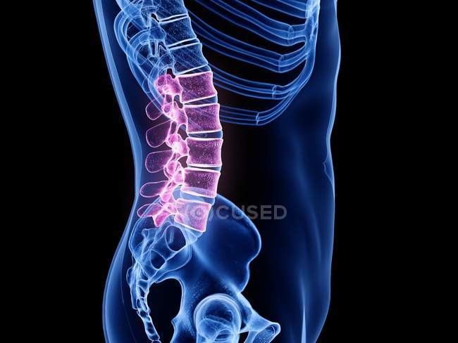 Transparent male silhouette with colored lumbar spine, computer illustration. — Stock Photo