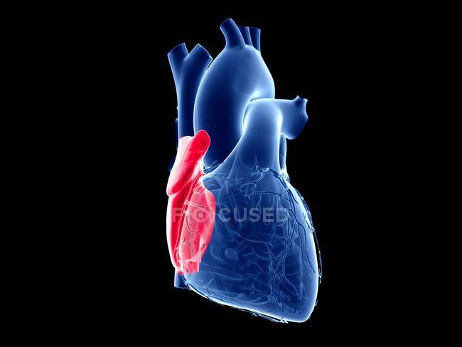 Coração humano com átrio direito colorido, ilustração computacional . — Fotografia de Stock