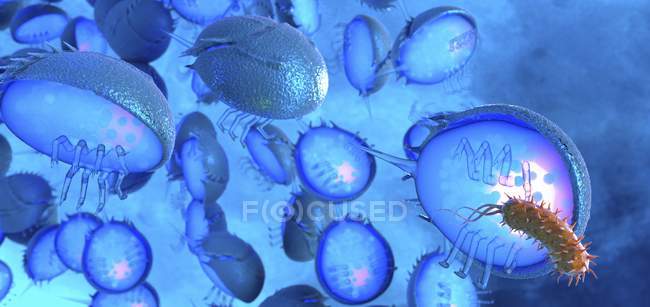 Conceptual digital illustration of horseshoe crab blood in blue color  containing haemocyanin and amoebocytes. — zoological, artwork - Stock Photo  | #331049356