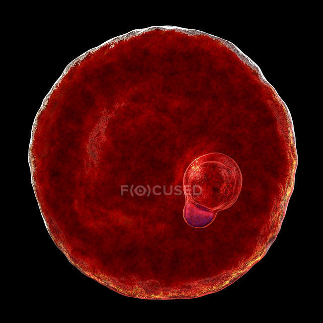 Plasmodium malariae protozoário parasita, ilustração digital
. — Fotografia de Stock
