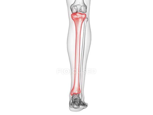 Tibia bone in transparent human body, computer illustration. — Stock Photo