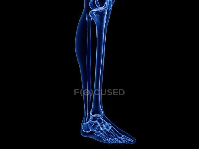 Ossos das pernas inferiores em raio-X ilustração do corpo humano . — Fotografia de Stock