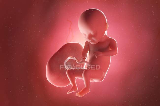 Людський плід на 31 тиждень, комп'ютерна ілюстрація . — стокове фото