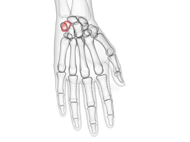 Triquetrum bone en el esqueleto del cuerpo humano, ilustración por ordenador . - foto de stock