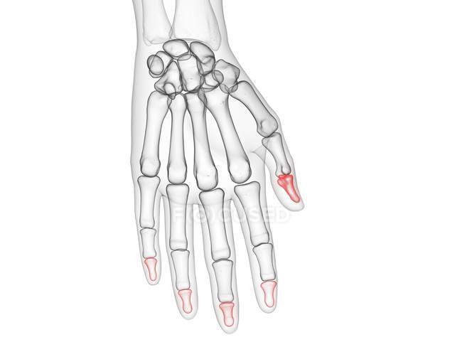 Mão esqueleto masculino com falanges distais visíveis, ilustração computacional
. — Fotografia de Stock