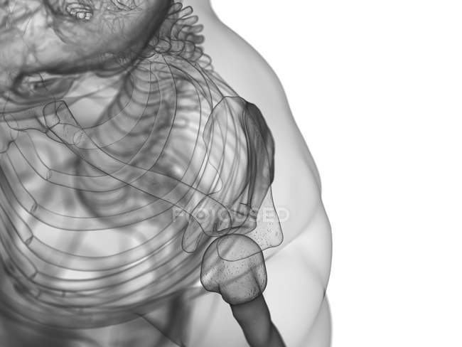 Плечові кістки в рентгенівській цифровій ілюстрації людського тіла . — стокове фото