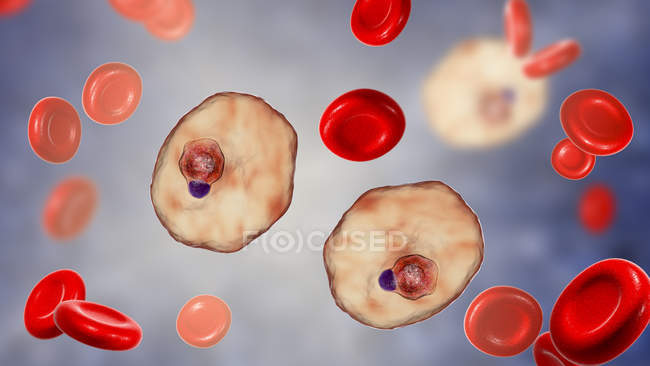 Plasmodium ovale protozoos parásitos y glóbulos rojos en flujo, ilustración por ordenador
. - foto de stock