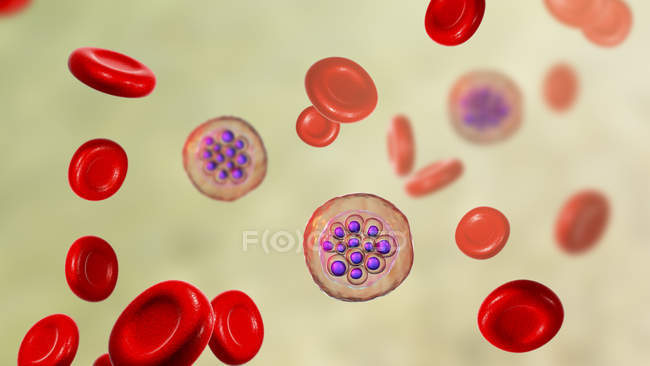 Plasmodium vivax protozoi e globuli rossi, illustrazione digitale
. — Foto stock