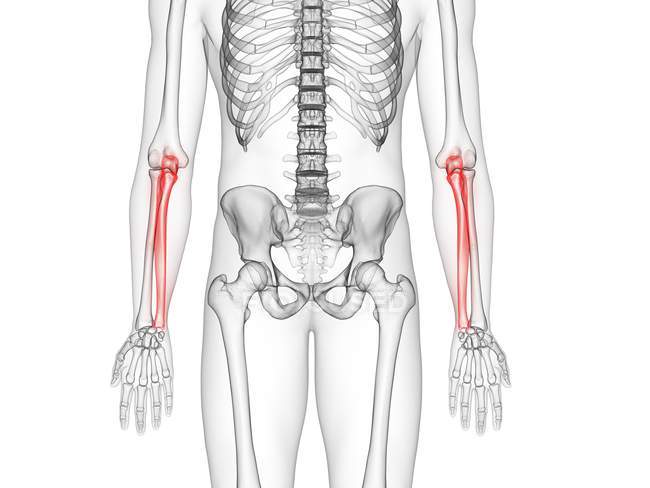 Huesos de Ulna en el esqueleto del cuerpo humano, ilustración por computadora
. - foto de stock