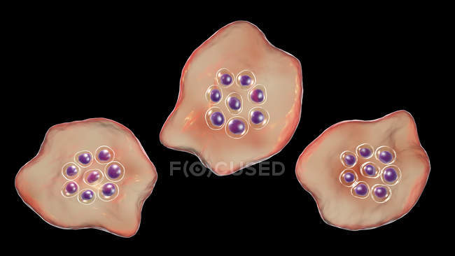 Plasmodium ovale protozoos, ilustración digital
. - foto de stock
