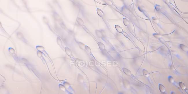 Cellule spermatiche umane, illustrazione astratta del computer. — Foto stock
