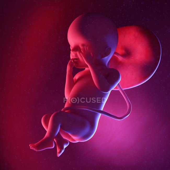 Foetus humain à la semaine 23, illustration numérique multicolore . — Photo de stock
