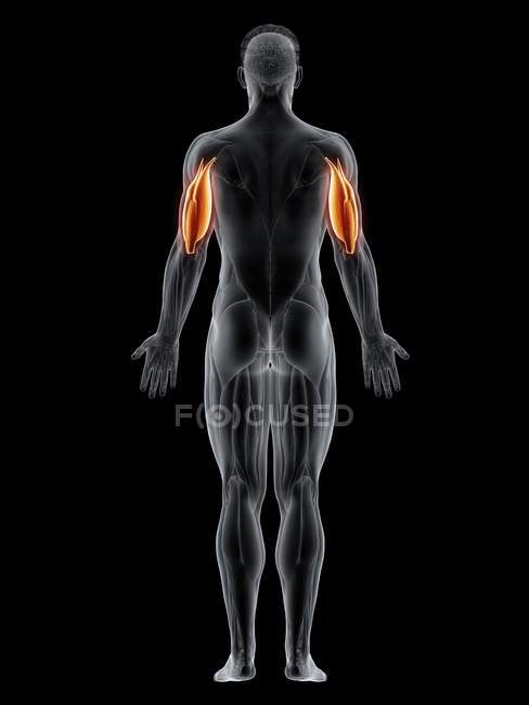Männlicher Körper mit sichtbarem farbigem Trizeps-Muskel, Computerillustration. — Stockfoto