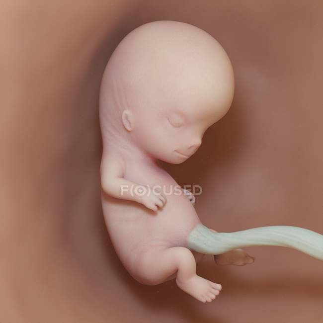 Human fetus at week 10, realistic digital illustration. — Stock Photo